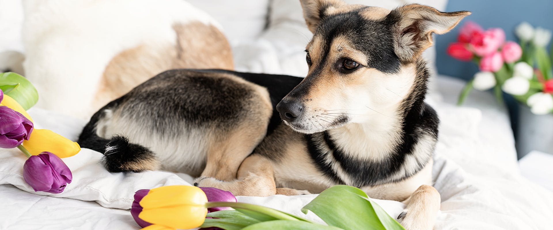 Are tulips hot sale dangerous to dogs
